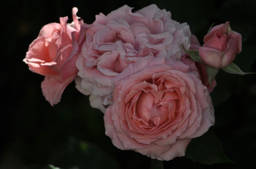 _DSC0149 - VARA 2021_6