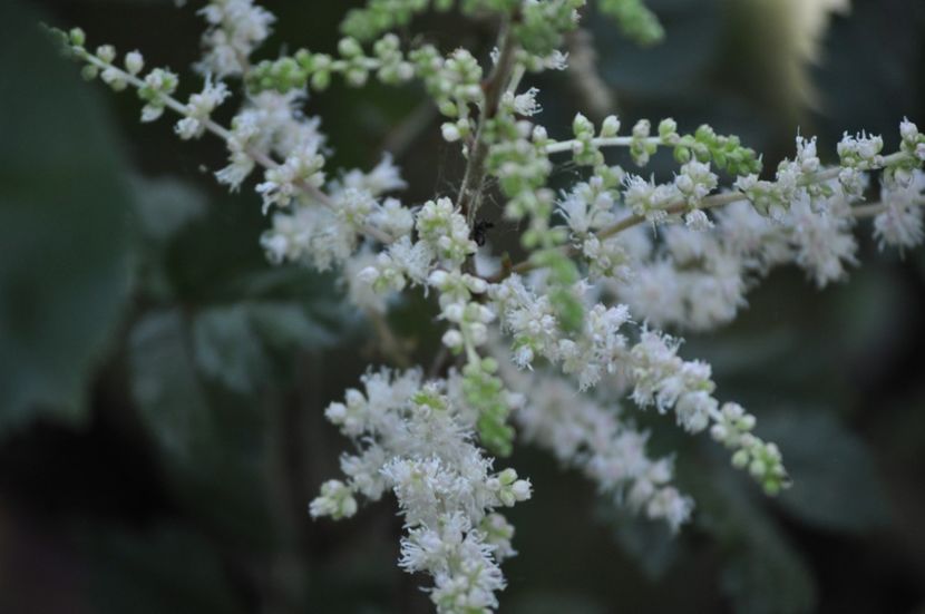 _DSC0180 - VARA 2021_6