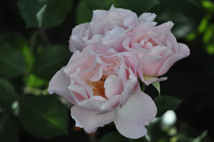 _DSC0185 - VARA 2021_6