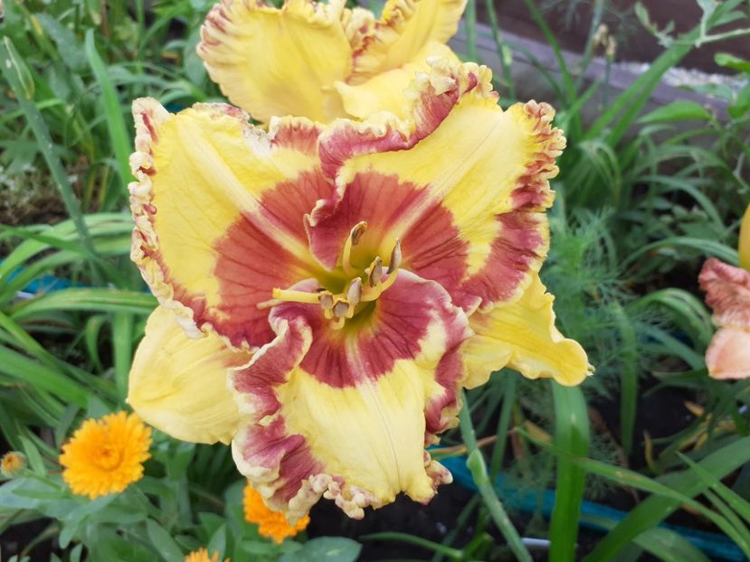 Fashion Police - Hemerocallis 2021
