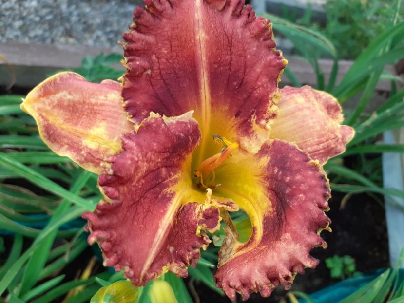  - Hemerocallis 2021