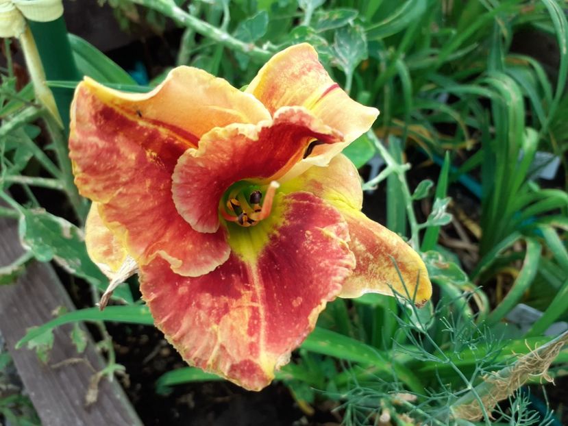 Fire and fog - Hemerocallis 2021