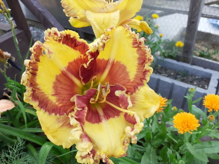 Fashion Police - Hemerocallis 2021