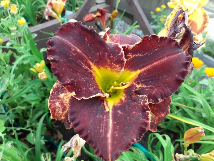 Evening Sparkle - Hemerocallis 2021