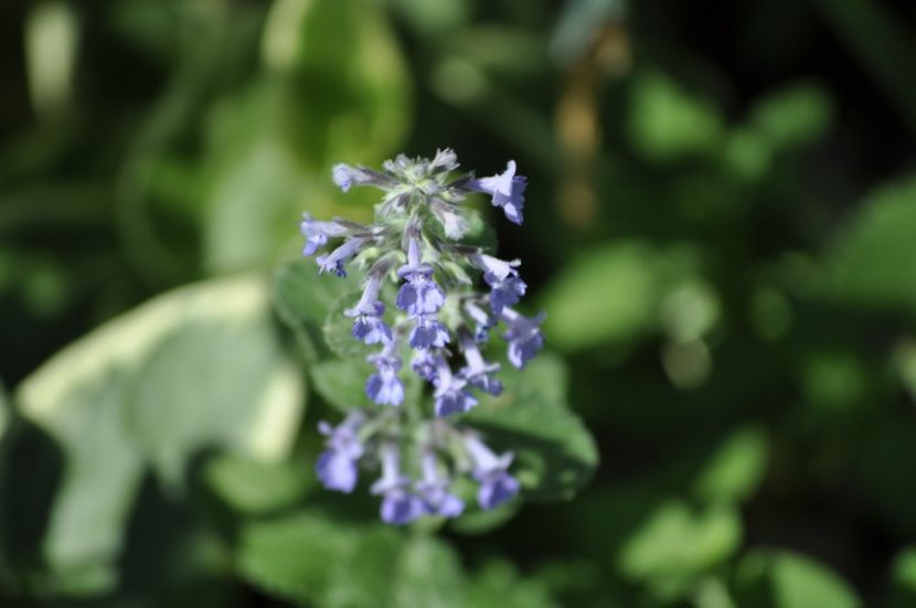 _DSC0188 - VARA 2021_6