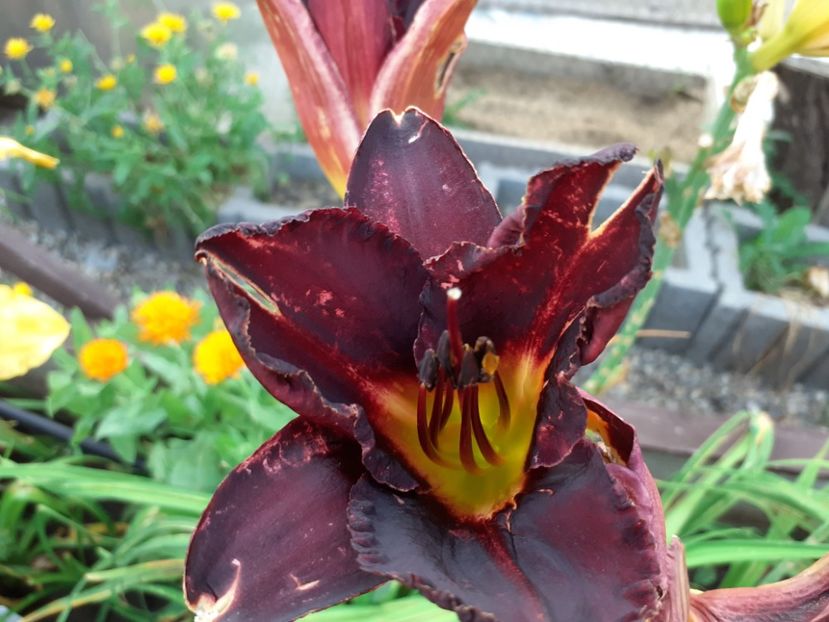 Evening Sparkle - Hemerocallis 2021