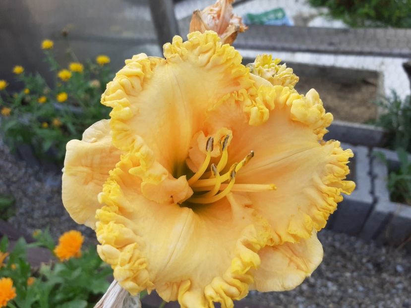 Ialatsara - Hemerocallis 2021