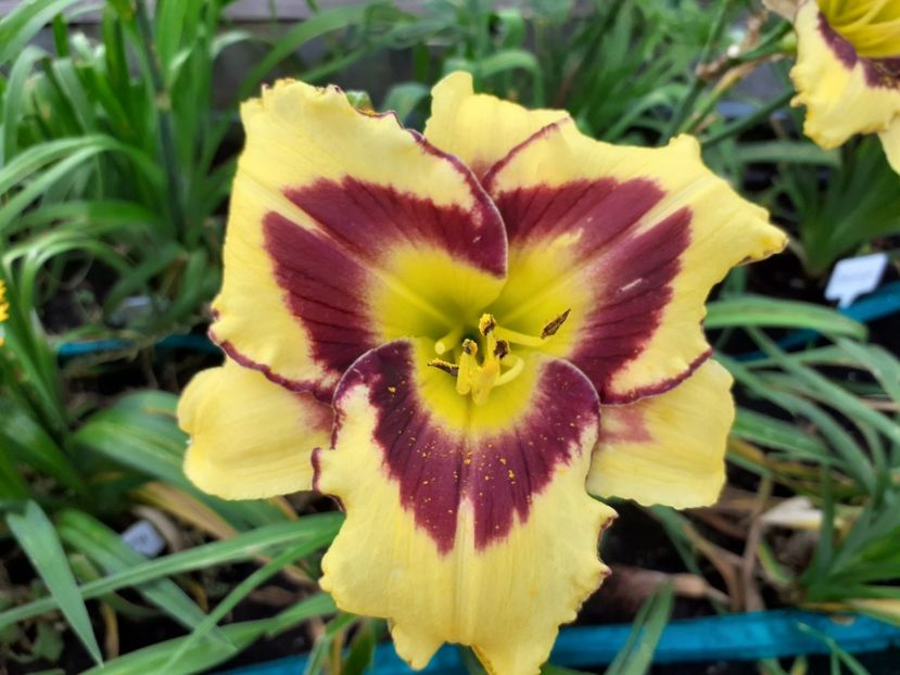 El desperado - Hemerocallis 2021