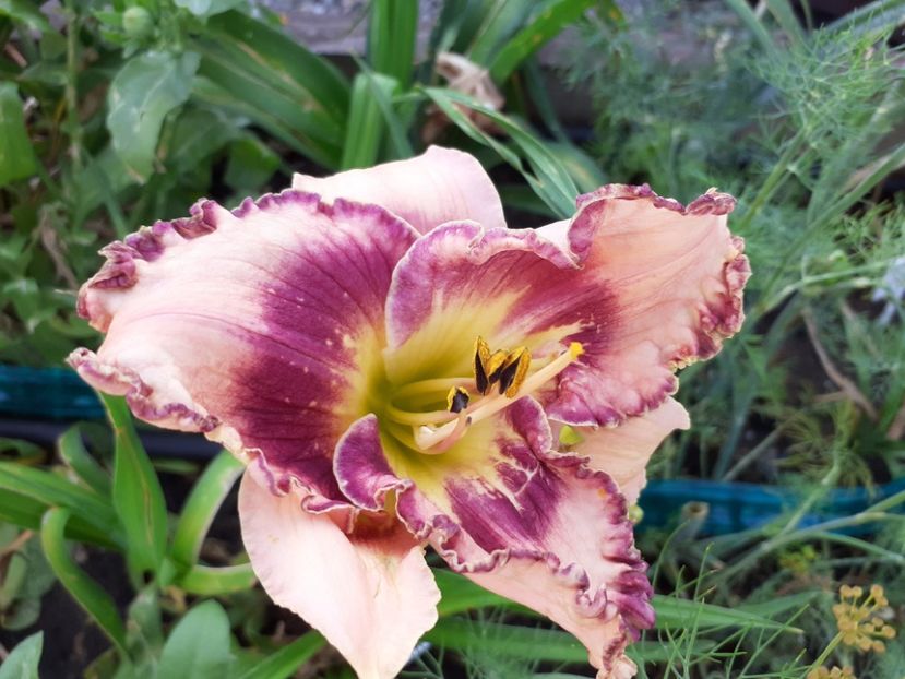  - Hemerocallis 2021