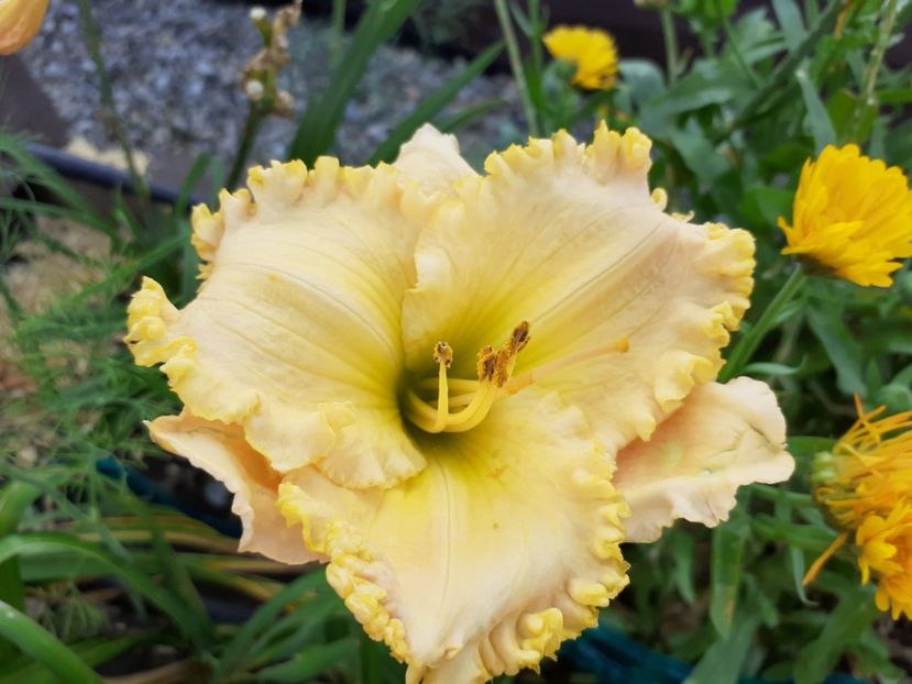  - Hemerocallis 2021