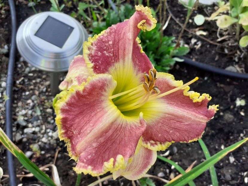 Cape breton - Hemerocallis 2021