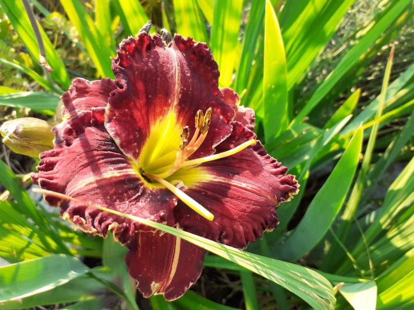 Purplelicious - Hemerocallis 2021