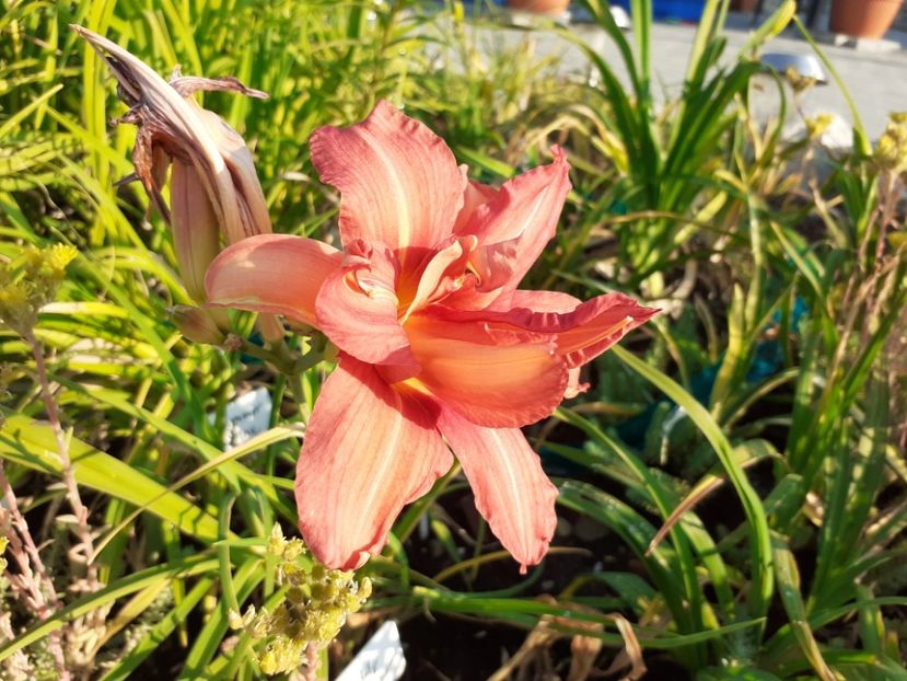 Double passion - Hemerocallis 2021