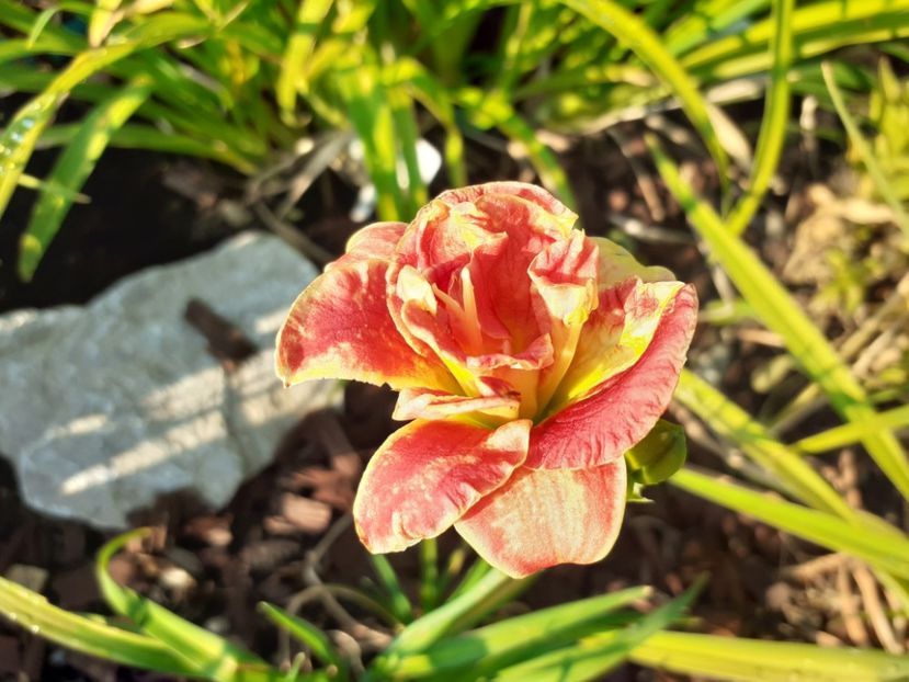 Two to tango - Hemerocallis 2021