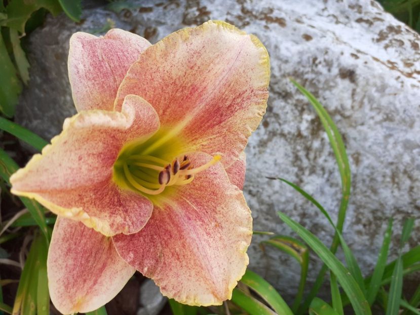  - Hemerocallis 2021
