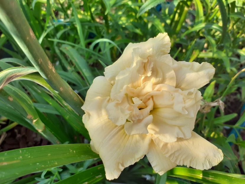 Schnickel Fritz - Hemerocallis 2021