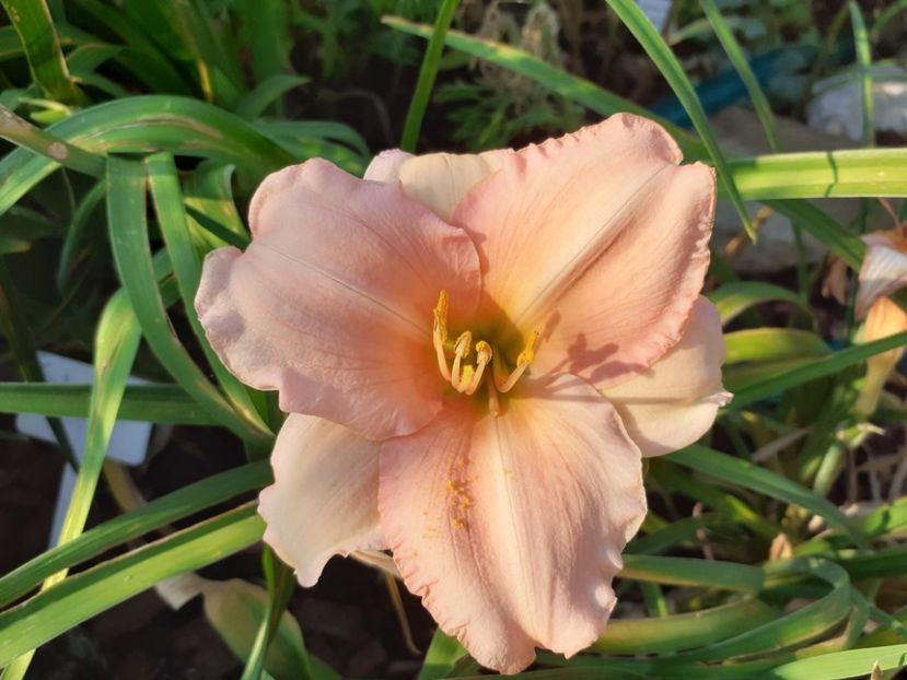 On and on - Hemerocallis 2021