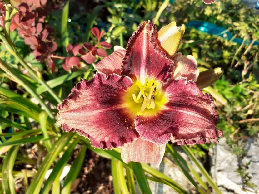 Nn - Hemerocallis 2021