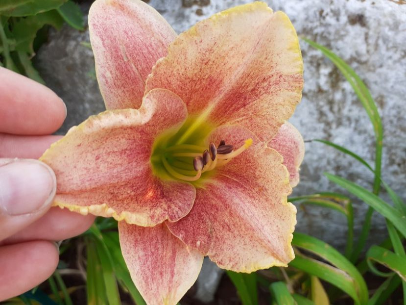  - Hemerocallis 2021