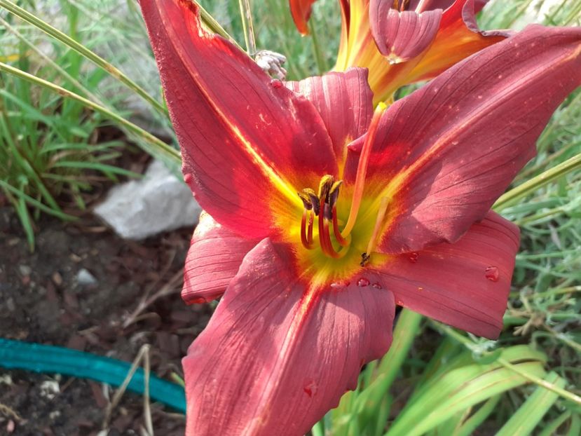 Savory - Hemerocallis 2021