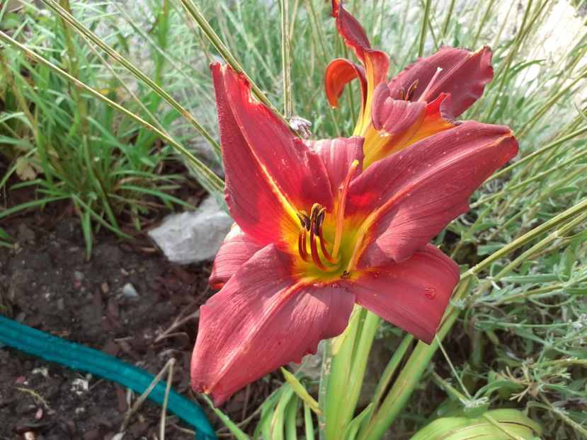 Savory - Hemerocallis 2021