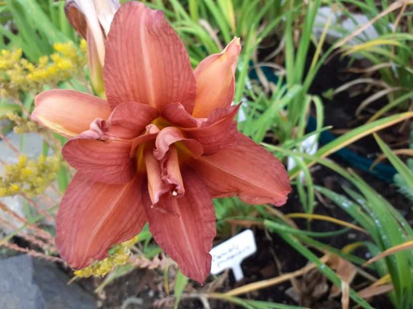 Double passion - Hemerocallis 2021