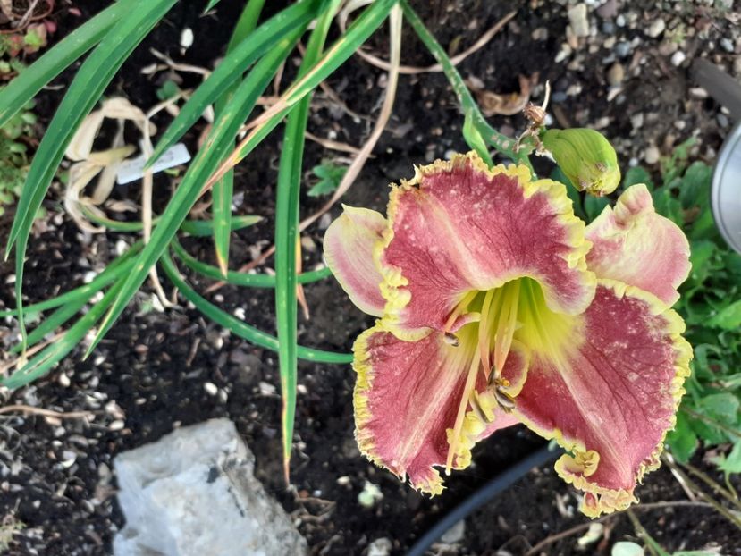 Cape breton - Hemerocallis 2021