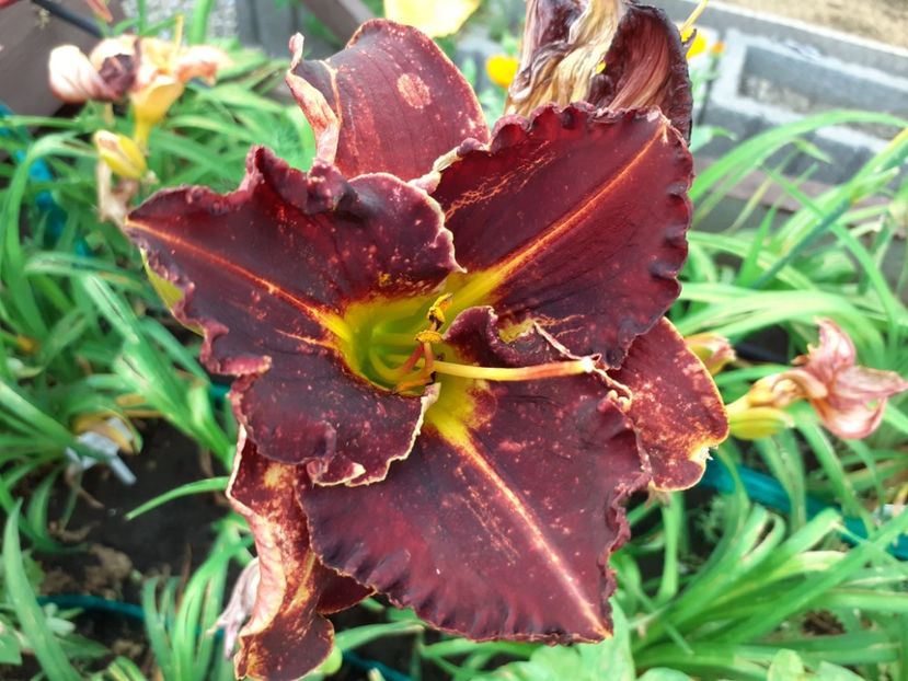 Evening sparkle - Hemerocallis 2021