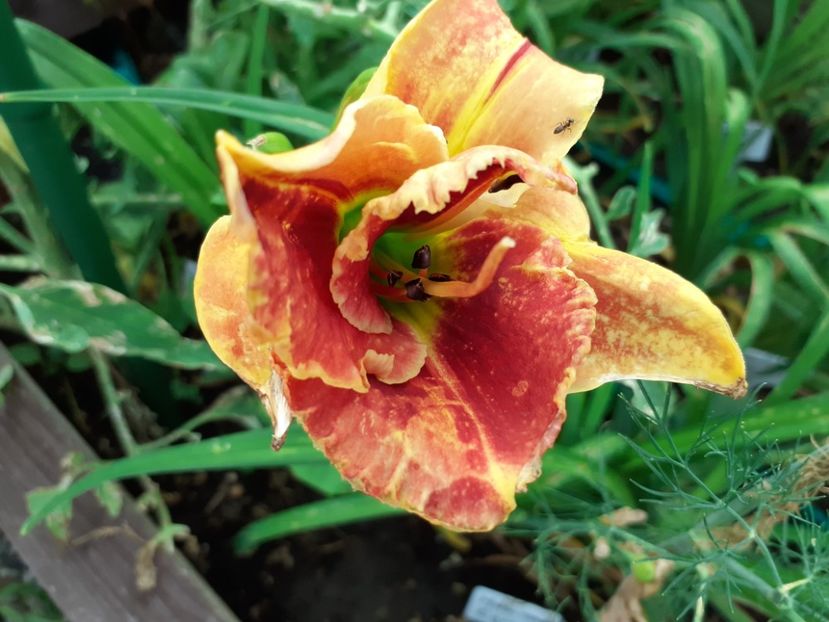 Fire and fog - Hemerocallis 2021