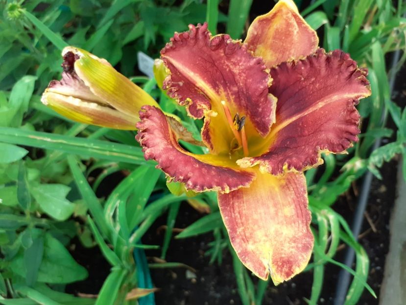  - Hemerocallis 2021