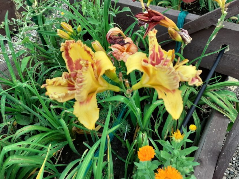 Fashion police - Hemerocallis 2021