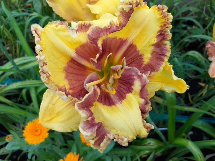 Fashion police - Hemerocallis 2021