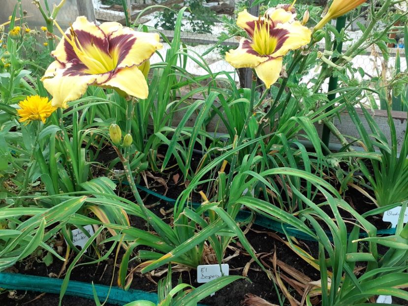 El - Hemerocallis 2021