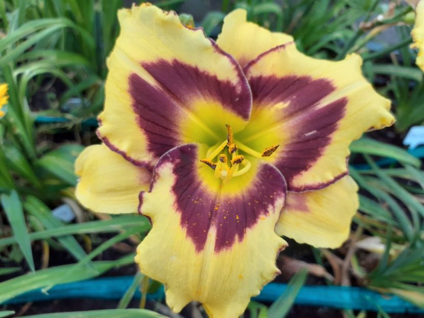 El - Hemerocallis 2021