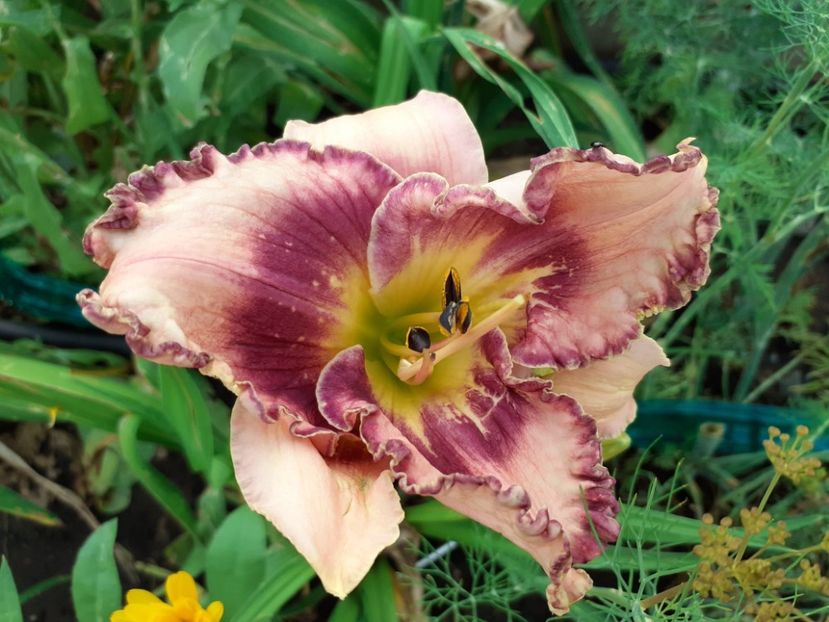  - Hemerocallis 2021