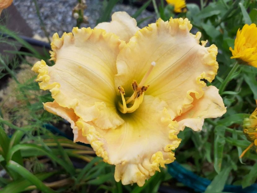  - Hemerocallis 2021