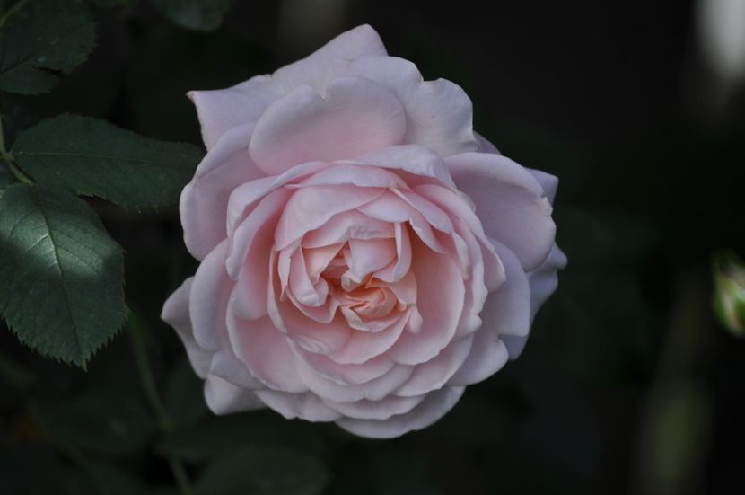 _DSC0207 - VARA 2021_6