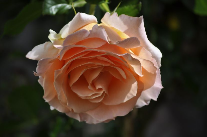 _DSC0208 - VARA 2021_6