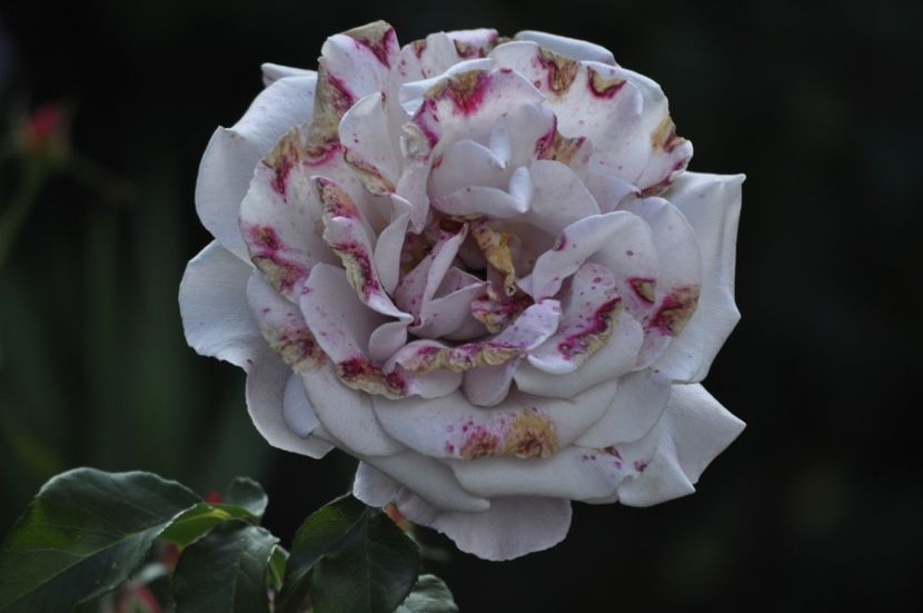 _DSC0212 - VARA 2021_6