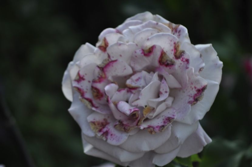 _DSC0213 - VARA 2021_6