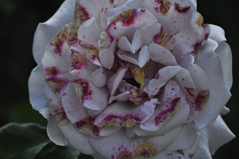 _DSC0214 - VARA 2021_6