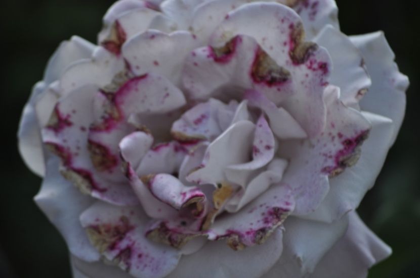 _DSC0215 - VARA 2021_6