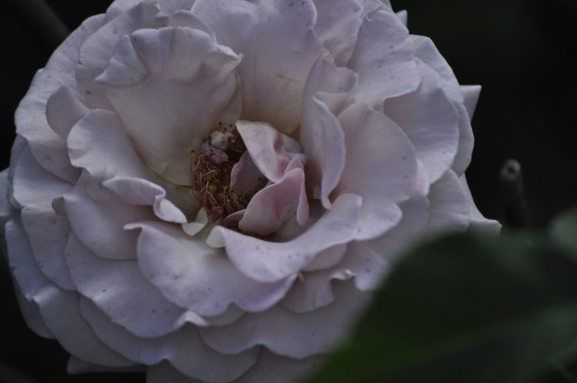 _DSC0216 - VARA 2021_6