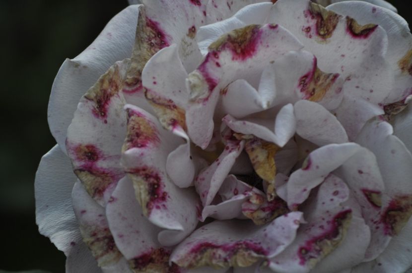 _DSC0218 - VARA 2021_6