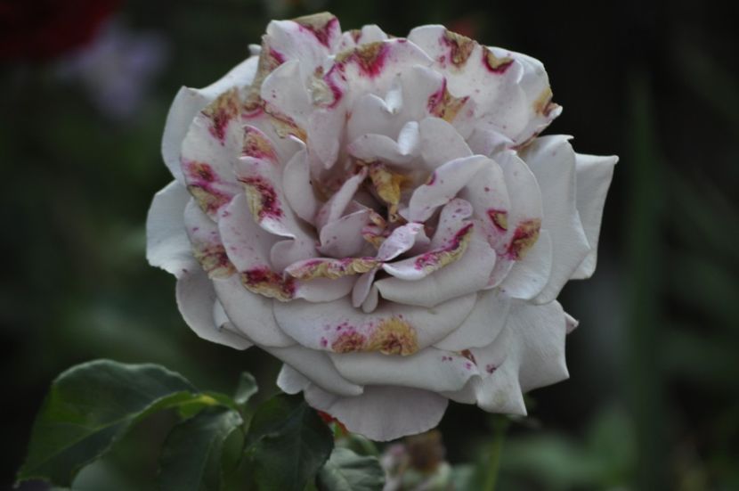 _DSC0220 - VARA 2021_6