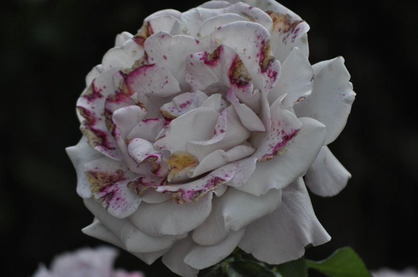 _DSC0221 - VARA 2021_6