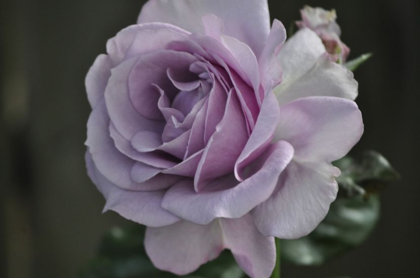 _DSC0222 - VARA 2021_6