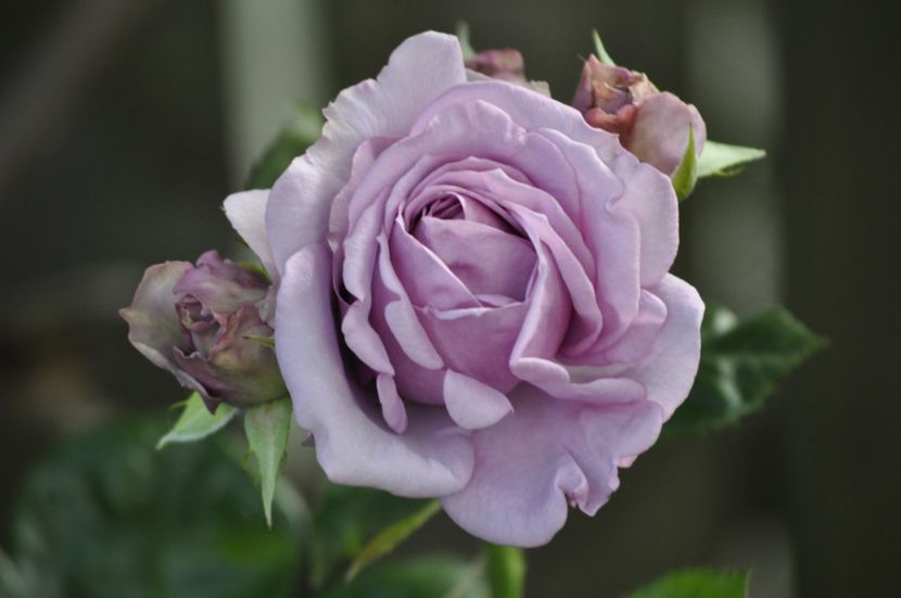 _DSC0223 - VARA 2021_6