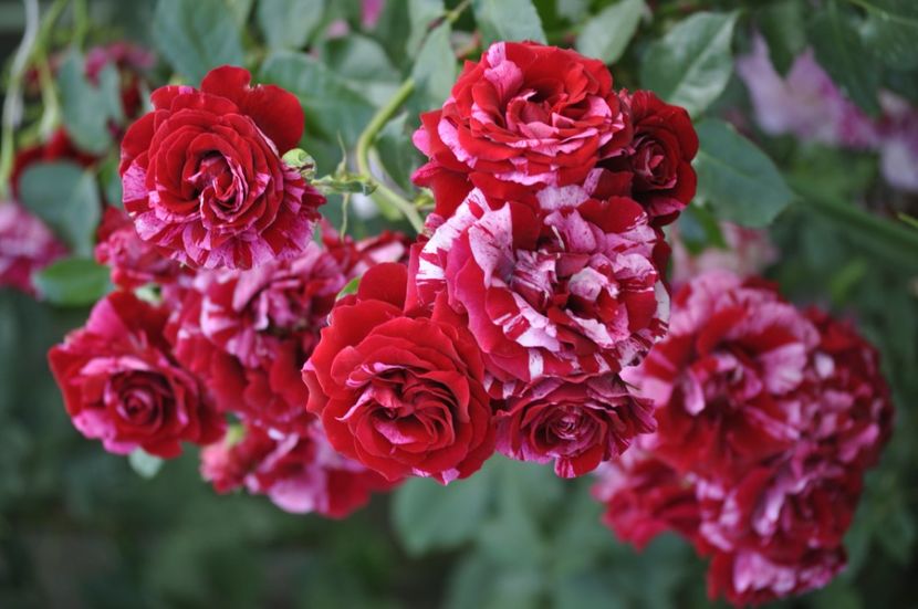 _DSC0229 - VARA 2021_6