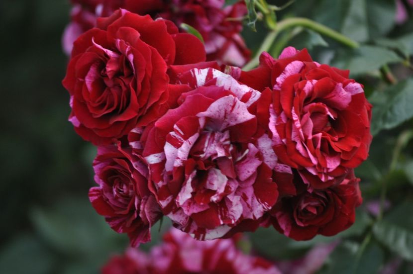 _DSC0230 - VARA 2021_6